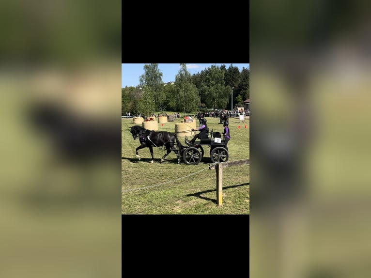 KWPN Caballo castrado 15 años 175 cm  in Adelsheim