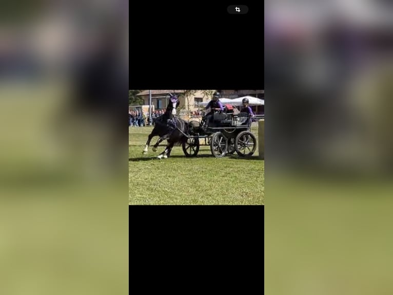 KWPN Caballo castrado 15 años 175 cm  in Adelsheim