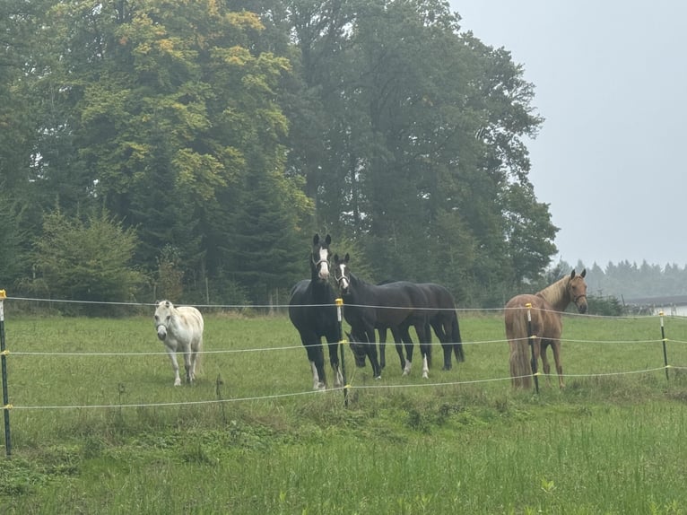 KWPN Caballo castrado 15 años 175 cm  in Adelsheim