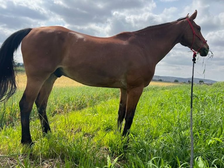 KWPN Caballo castrado 15 años 175 cm in Poligono Industrial Aimayr