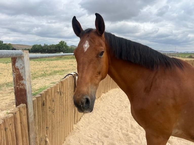 KWPN Caballo castrado 15 años 175 cm in Poligono Industrial Aimayr