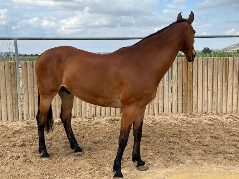 KWPN Caballo castrado 15 años 175 cm in Poligono Industrial Aimayr