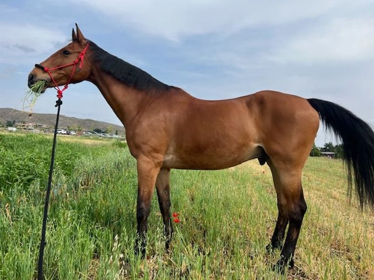 KWPN Caballo castrado 15 años 175 cm in Poligono Industrial Aimayr