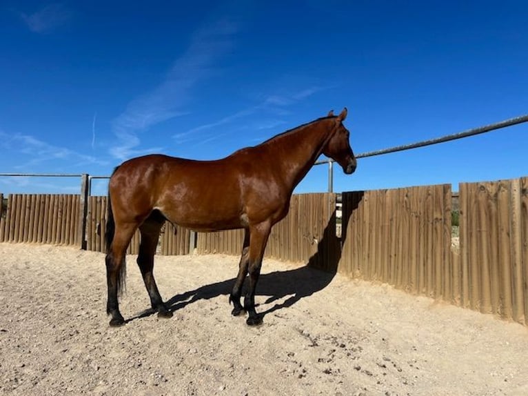 KWPN Caballo castrado 15 años 175 cm in Poligono Industrial Aimayr