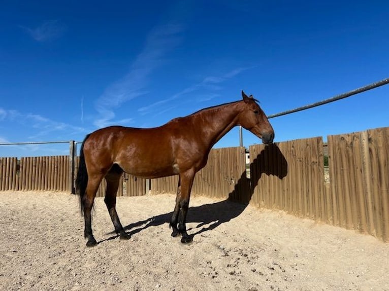 KWPN Caballo castrado 15 años 175 cm Castaño claro in Poligono Industrial Aimayr