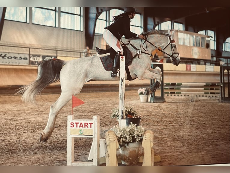 KWPN Caballo castrado 15 años 175 cm Tordo in Bienate