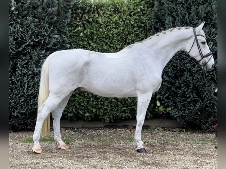 KWPN Caballo castrado 15 años 175 cm Tordo picazo in Oud Gastel