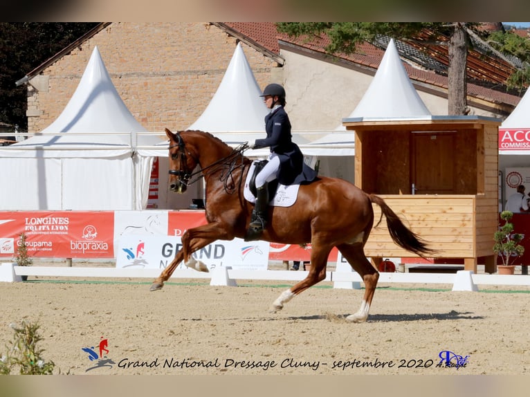 KWPN Caballo castrado 15 años 178 cm Alazán in Oise