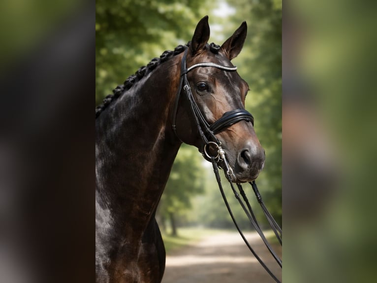 KWPN Caballo castrado 15 años 183 cm Castaño oscuro in San Diego, CA