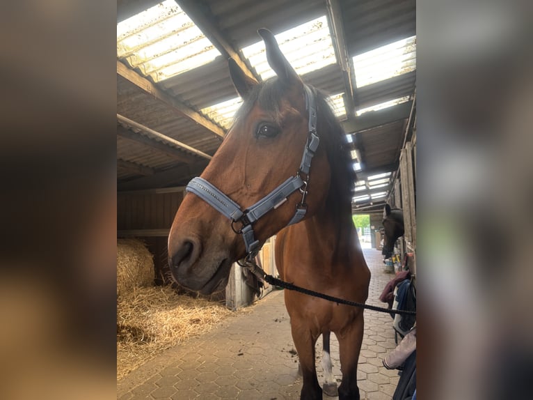 KWPN Caballo castrado 15 años 185 cm Castaño in Wahlstedt