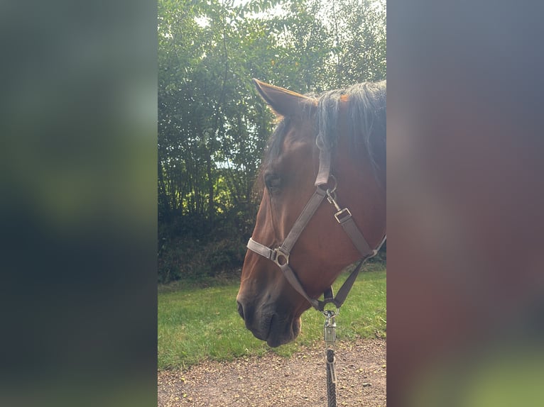 KWPN Caballo castrado 15 años 185 cm Castaño in Wahlstedt