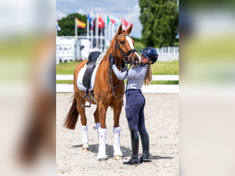 KWPN Caballo castrado 15 años Alazán in Strijen