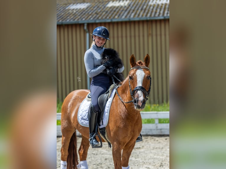 KWPN Caballo castrado 15 años Alazán in Strijen