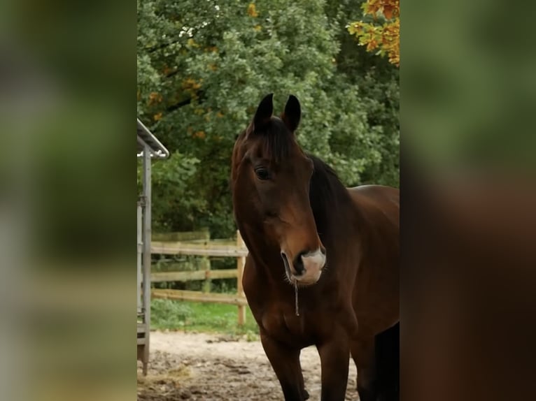 KWPN Caballo castrado 15 años Castaño in Herford