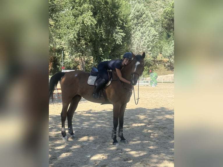 KWPN Caballo castrado 15 años Castaño oscuro in San Prisco