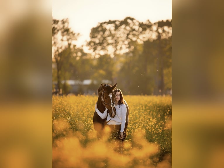 KWPN Caballo castrado 15 años Castaño rojizo in domžale