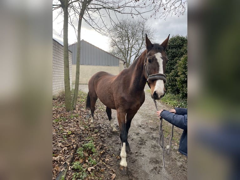 KWPN Caballo castrado 16 años 165 cm Castaño in Viersen