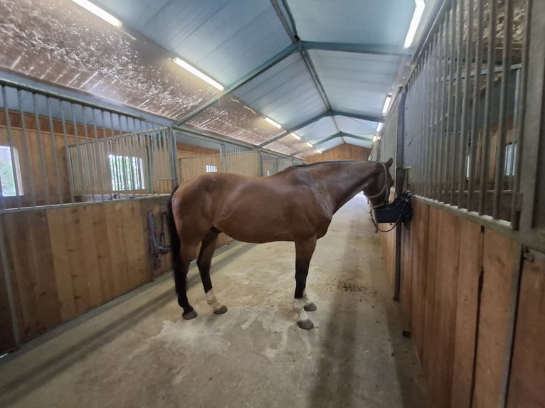 KWPN Caballo castrado 16 años 165 cm Castaño in Horn