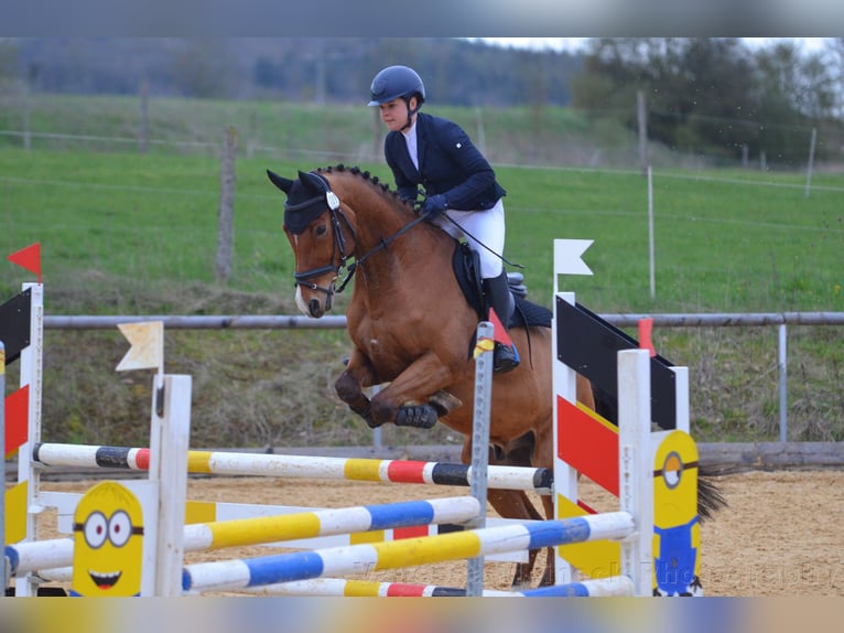 KWPN Caballo castrado 16 años 165 cm Castaño in Dinkelsbühl