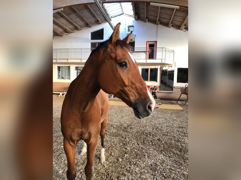 KWPN Caballo castrado 16 años 165 cm Castaño in Dinkelsbühl