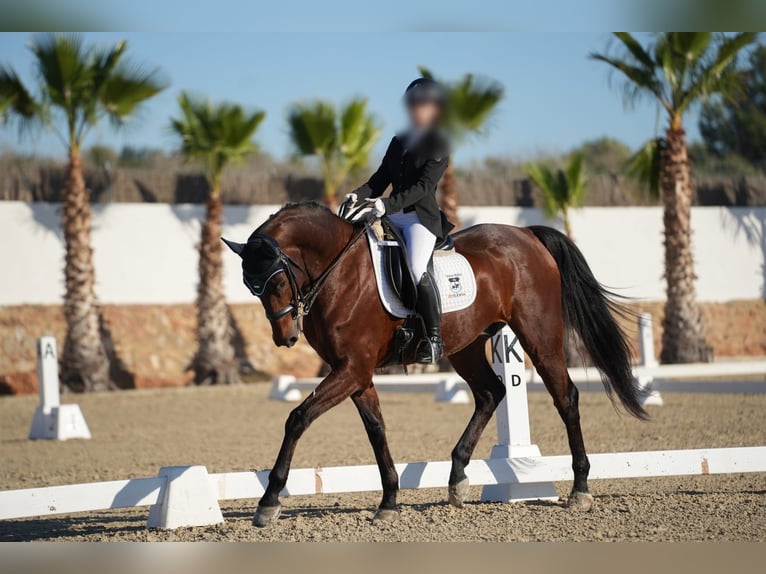 KWPN Caballo castrado 16 años 166 cm Castaño in Valencia