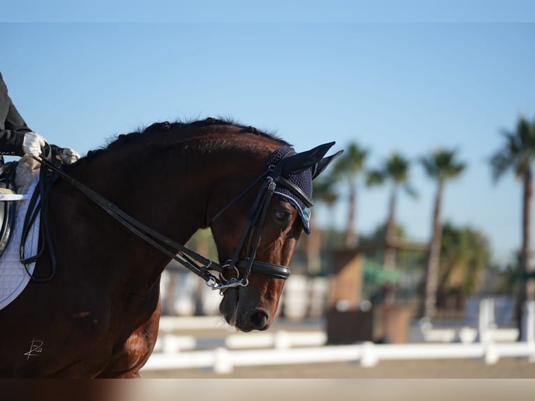 KWPN Caballo castrado 16 años 166 cm Castaño in Valencia