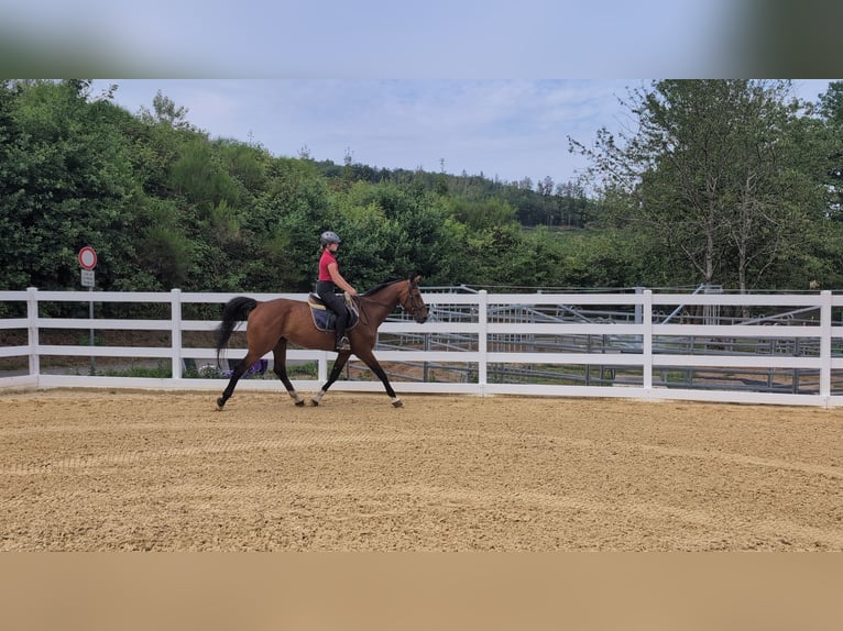 KWPN Caballo castrado 16 años 166 cm Castaño in Morsbach
