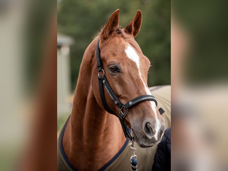 KWPN Caballo castrado 16 años 168 cm Alazán-tostado in Hörstel