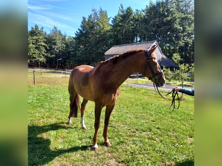 KWPN Caballo castrado 16 años 168 cm Alazán-tostado in Veldhoven