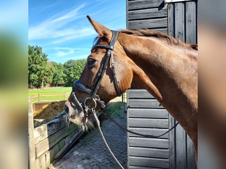 KWPN Caballo castrado 16 años 168 cm Alazán-tostado in Veldhoven