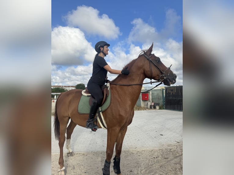 KWPN Mestizo Caballo castrado 16 años 168 cm Alazán-tostado in Seixal