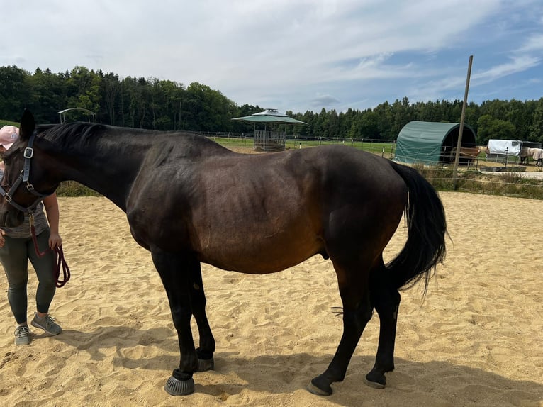 KWPN Caballo castrado 16 años 168 cm Castaño oscuro in Buch am Buchrain