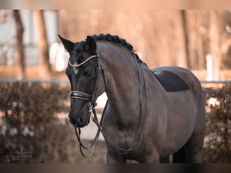 KWPN Caballo castrado 16 años 168 cm Negro in Wehringen