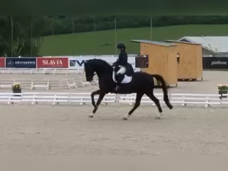 KWPN Caballo castrado 16 años 168 cm Negro in Wehringen