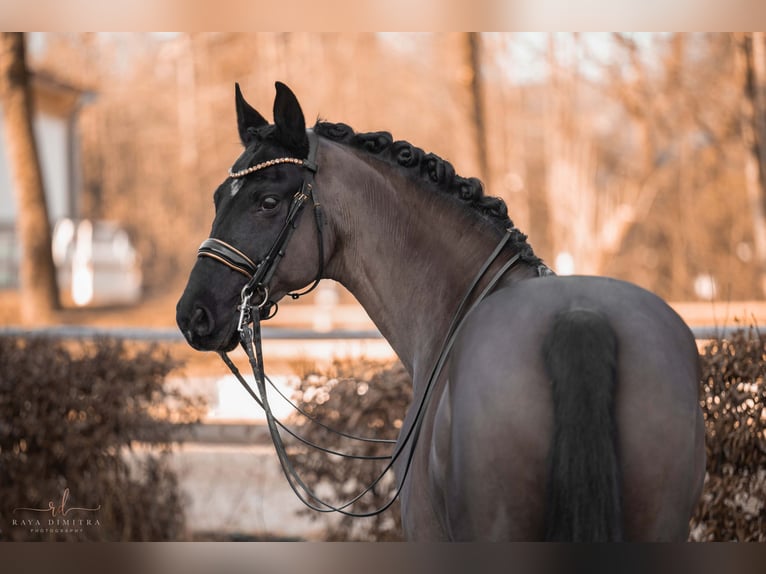 KWPN Caballo castrado 16 años 168 cm Negro in Wehringen