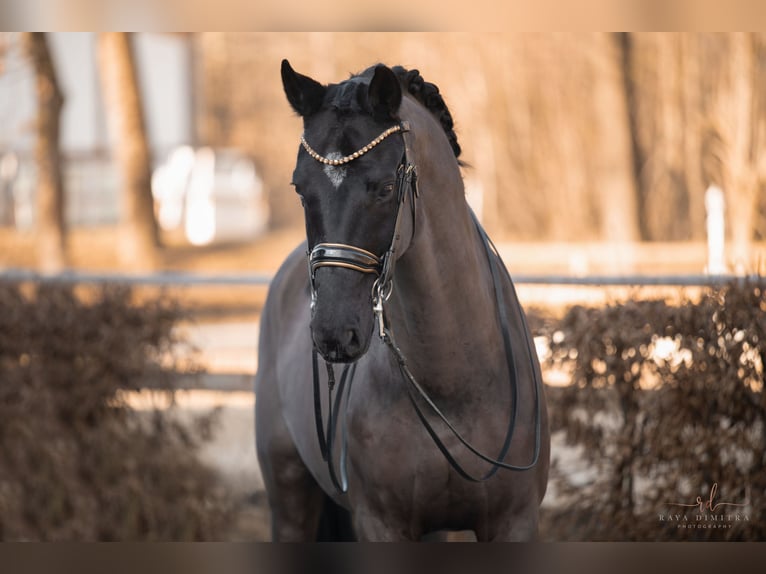 KWPN Caballo castrado 16 años 168 cm Negro in Wehringen