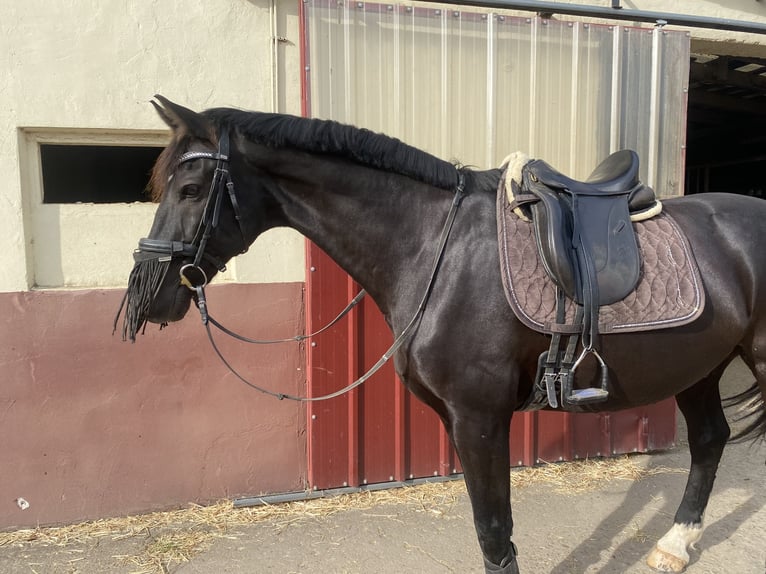 KWPN Caballo castrado 16 años 168 cm Negro in Trier