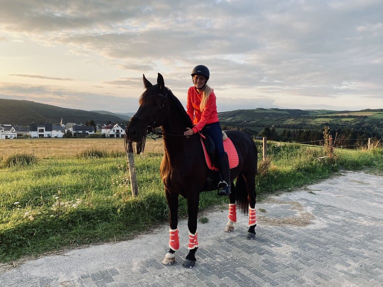 KWPN Caballo castrado 16 años 168 cm Negro in Trier