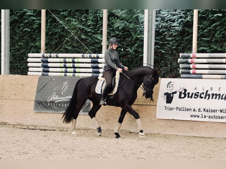 KWPN Caballo castrado 16 años 168 cm Negro in Trier