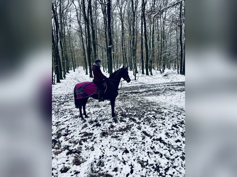 KWPN Caballo castrado 16 años 168 cm Negro in Trier