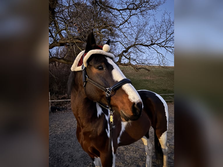 KWPN Caballo castrado 16 años 168 cm Pío in Dörentrup