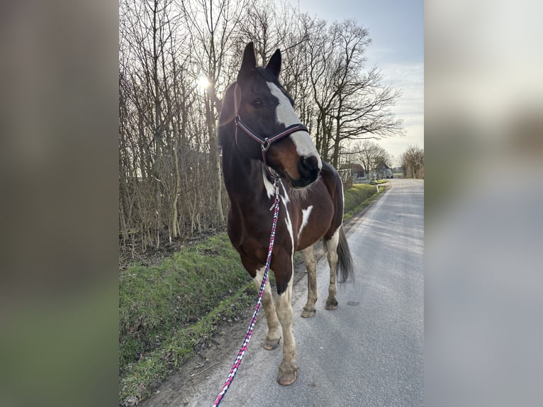 KWPN Caballo castrado 16 años 168 cm Pío in Dörentrup