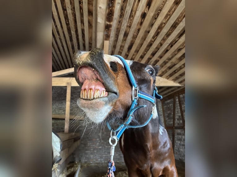 KWPN Caballo castrado 16 años 168 cm Pío in Dörentrup