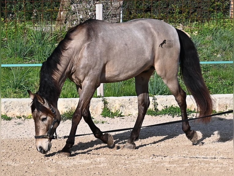 KWPN Mestizo Caballo castrado 16 años 169 cm Bayo in Mallorca