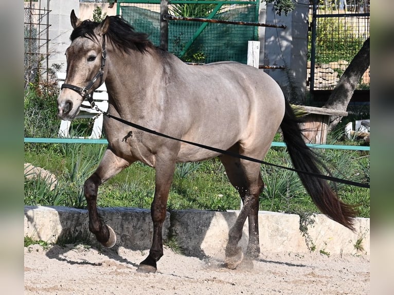 KWPN Mestizo Caballo castrado 16 años 169 cm Bayo in Mallorca