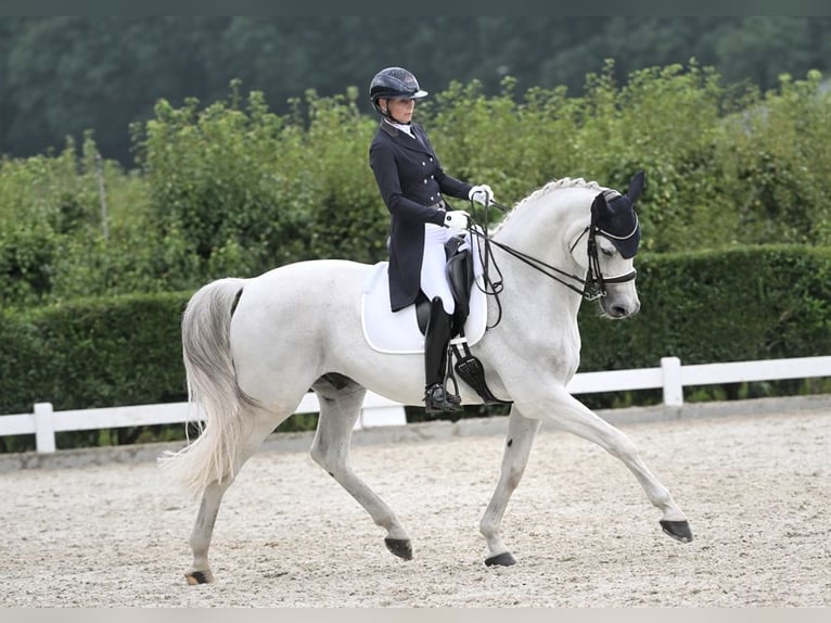 KWPN Caballo castrado 16 años 170 cm Tordo in Heeswijk-Dinther