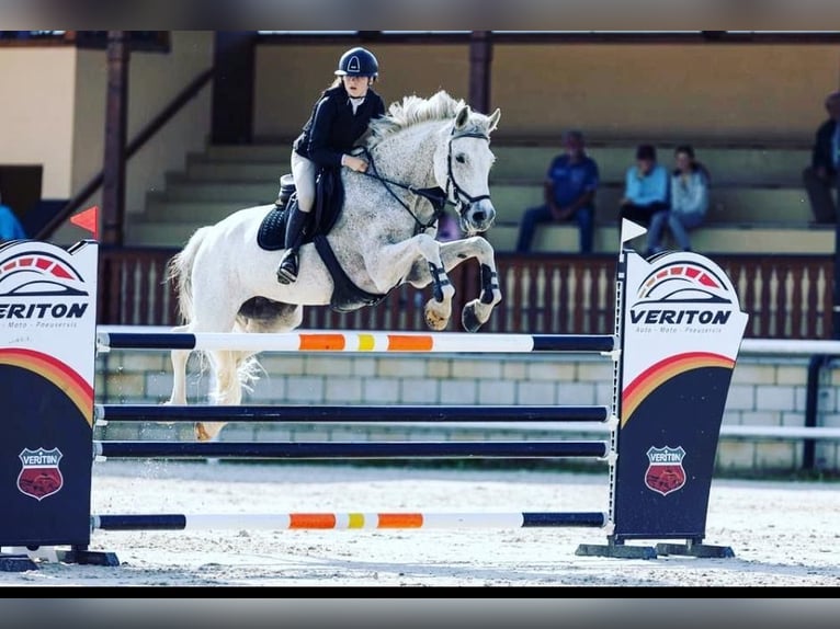 KWPN Caballo castrado 16 años 170 cm Tordo in Svincice