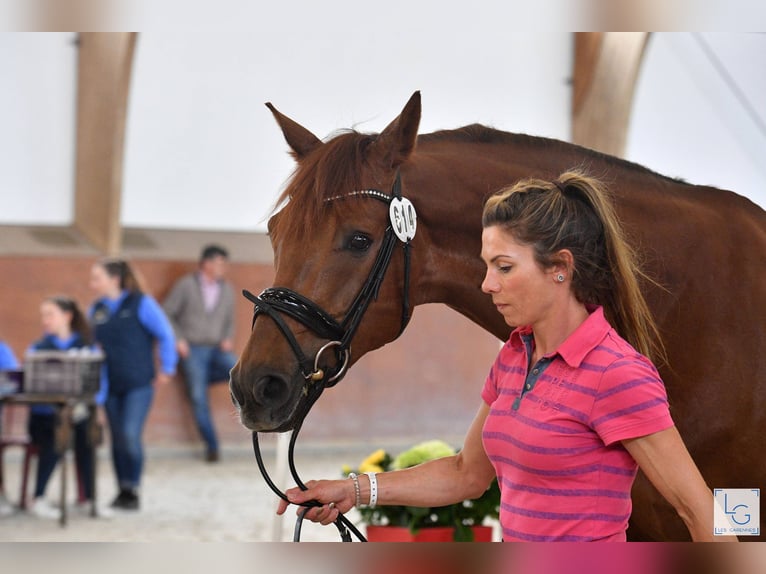 KWPN Caballo castrado 16 años 171 cm Alazán in Ammerzoden