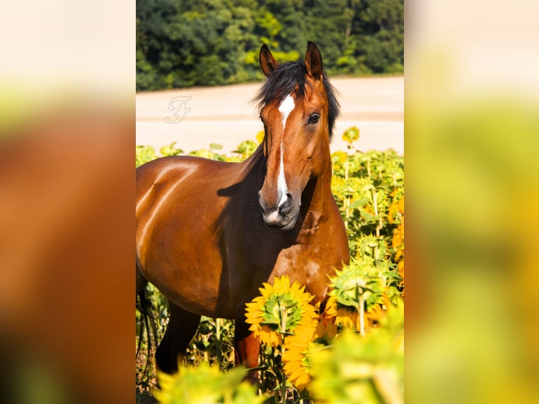 KWPN Caballo castrado 16 años 172 cm Castaño in Kösching