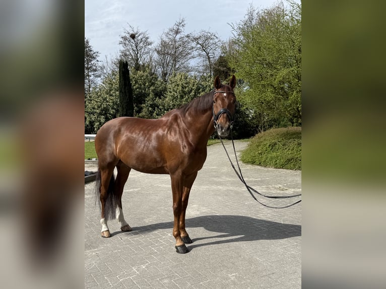 KWPN Caballo castrado 16 años 173 cm Alazán in Bleiswijk